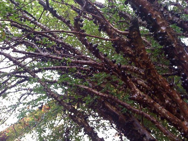 Жаботикаба – тропический виноград на стволе дерева 