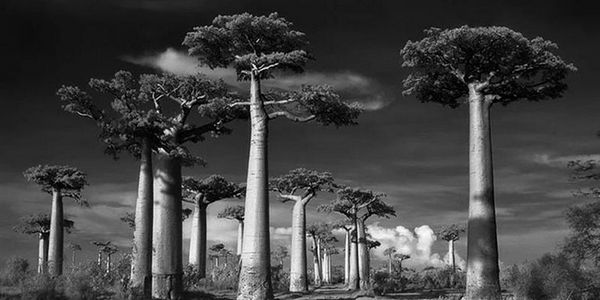 Самые древние деревья планеты Земля 