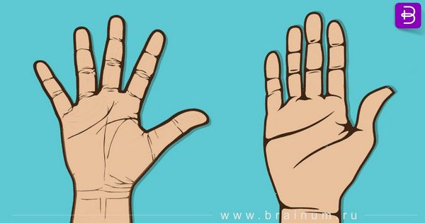 Знаете ли вы, какой палец вашей руки связан с сердцем? 